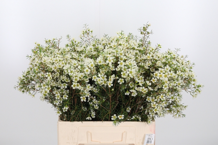 <h4>Chame Ivory Pearl</h4>