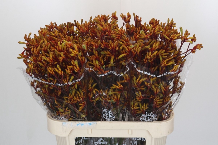 <h4>Anigozanthos Gold Fever</h4>