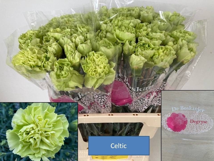 <h4>DI ST CELTIC GREEN</h4>