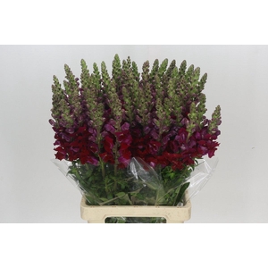 Antirrhinum Potomac Red