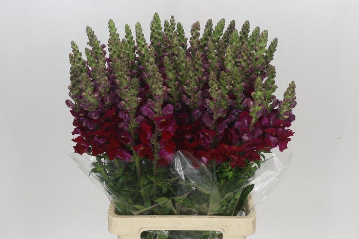 <h4>Antirrhinum Potomac Red</h4>
