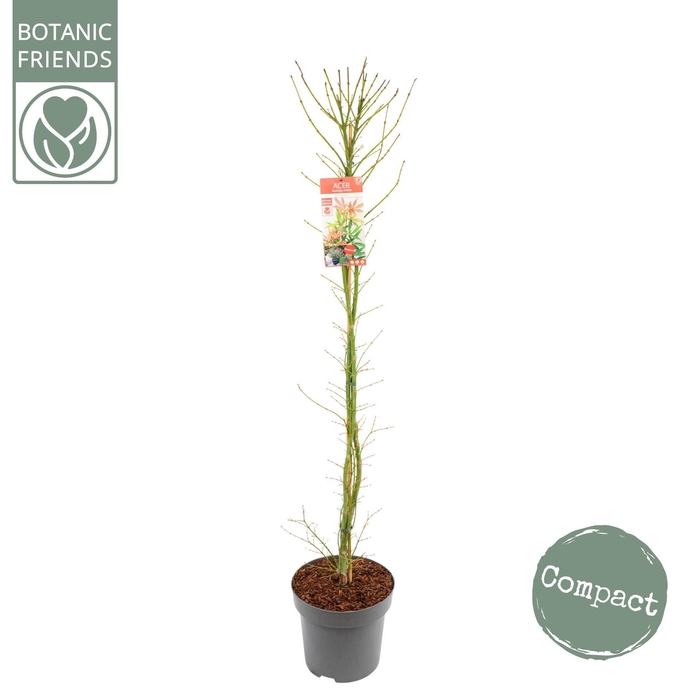 Acer palmatum Jerre Schwartz