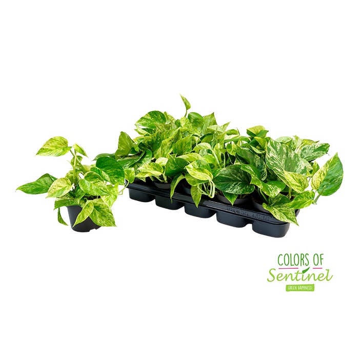 <h4>EPIPR MARBLE QUEEN</h4>
