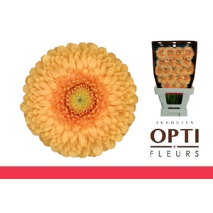 GE MB POMPONI BUNNY-Diamond*20