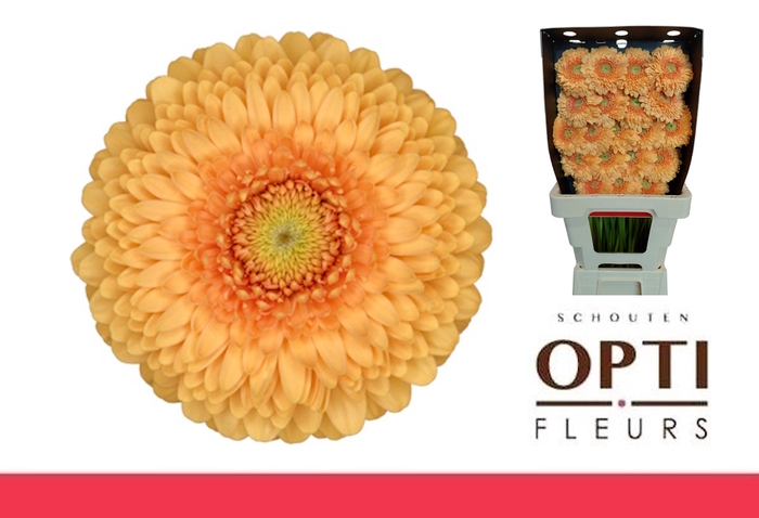 <h4>GE MB POMPONI BUNNY-Diamond*20</h4>