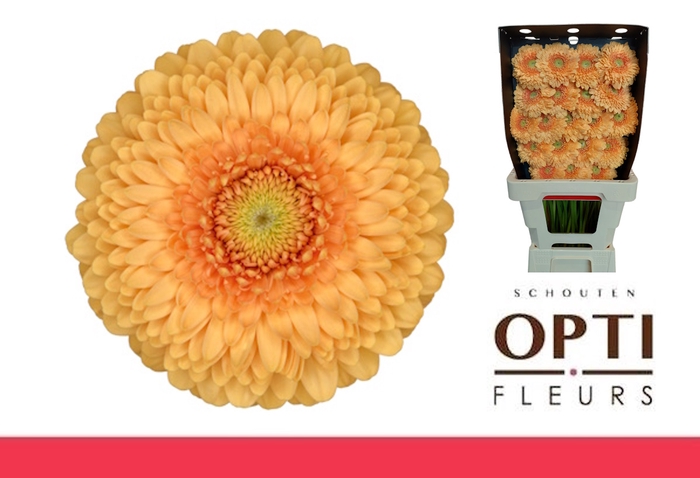 Germini Pomponi Bunny Diamond