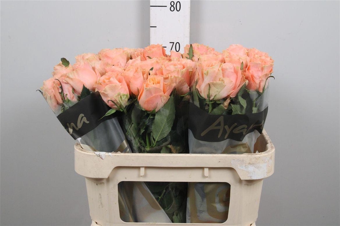 <h4>R Gr Charming Reeva</h4>