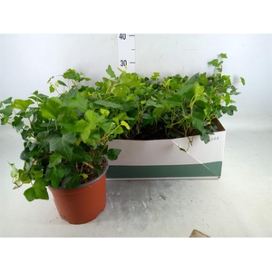 Hedera helix 'Wonder'