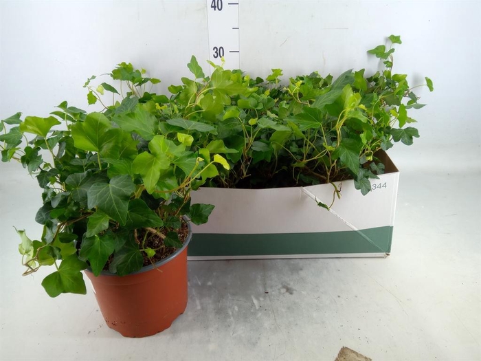 <h4>Hedera helix 'Wonder'</h4>