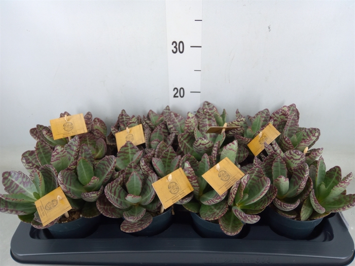 <h4>Kalanchoe humilis 'Surpris Desert'</h4>
