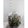 Phalaenopsis  'Elegant Cascade'