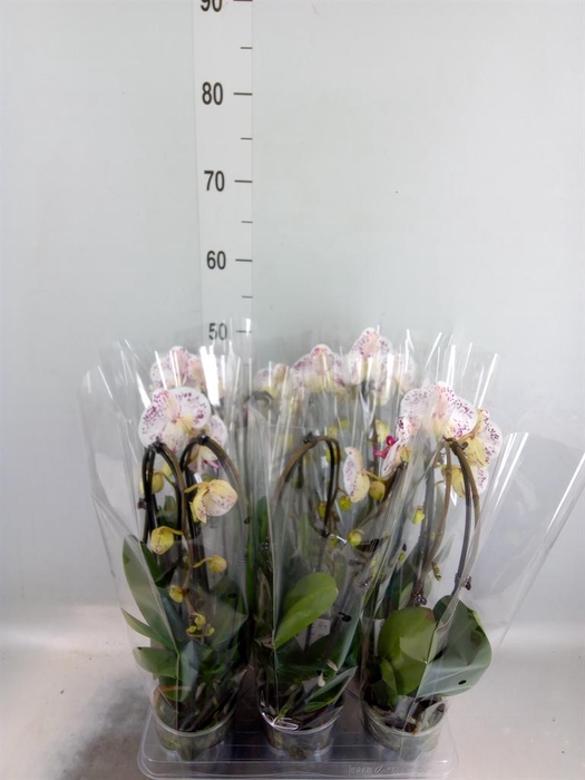 Phalaenopsis  'Elegant Cascade'