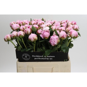 Paeonia Sarah Bernhardt XL