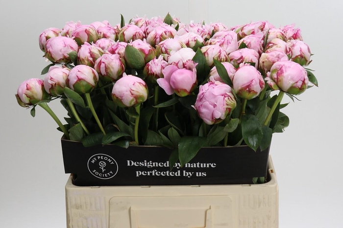 <h4>Paeonia Sarah Bernhardt XL</h4>