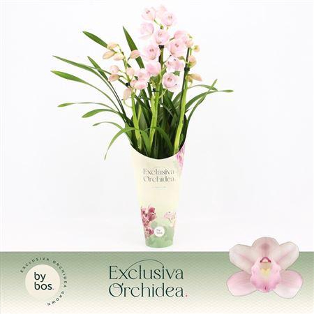 <h4>Cymbidium, Pink Bell 3-spike Excl</h4>
