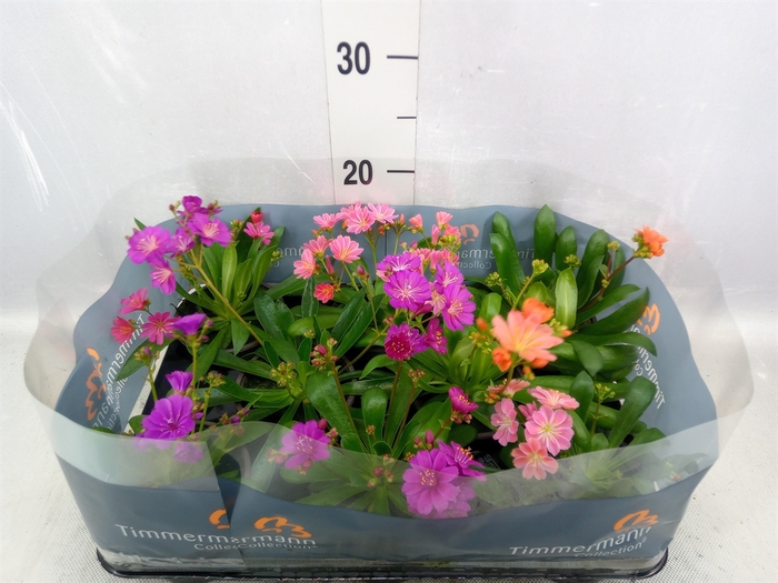 Lewisia cot.