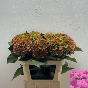 HYDR M CH VERENA CL