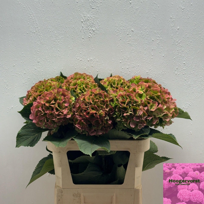<h4>HYDR M CH VERENA CL</h4>