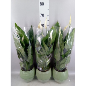 Spathiphyllum  'Sweet Ricardo'