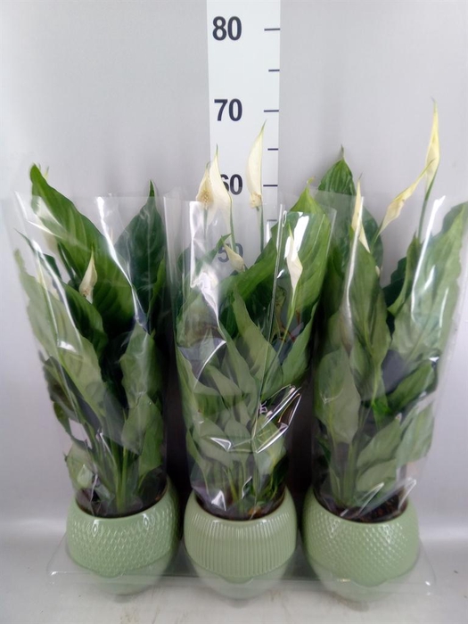 <h4>Spathiphyllum 'Sweet Ricardo'</h4>