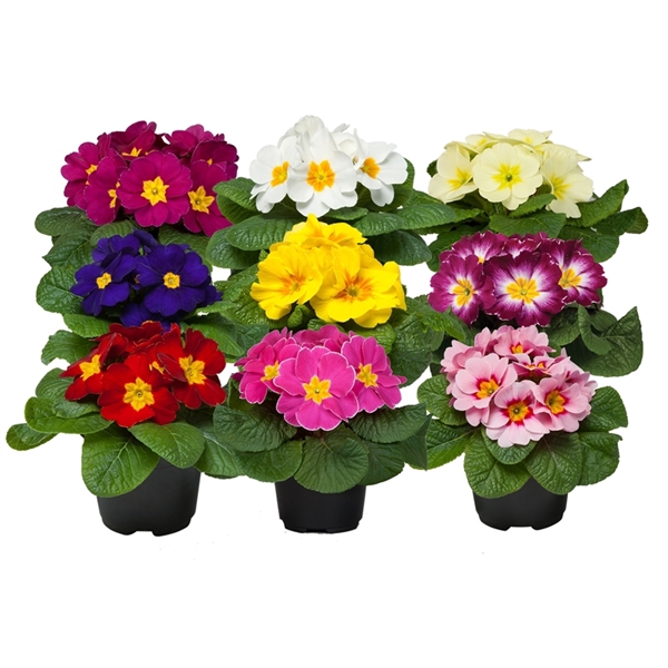 <h4>Primula Acaulis</h4>