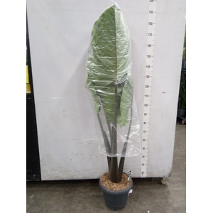 Alocasia   ...
