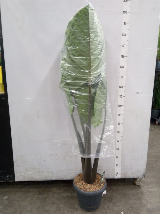 <h4>Alocasia   ...</h4>