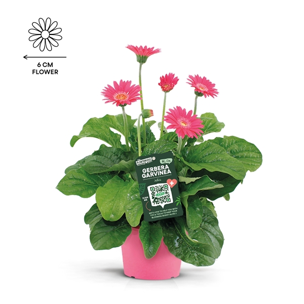 <h4>Garvinea gerbera roze</h4>