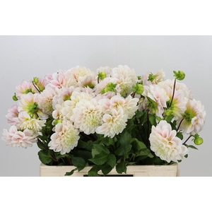 Dahlia Sweet Nathalie