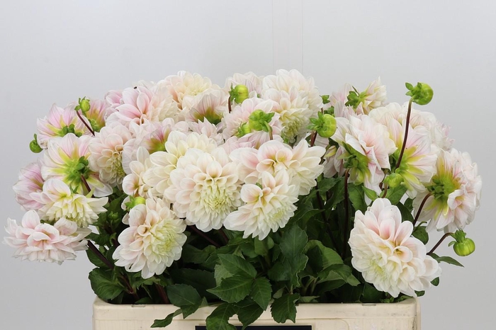 <h4>Dahlia Sweet Nathalie</h4>