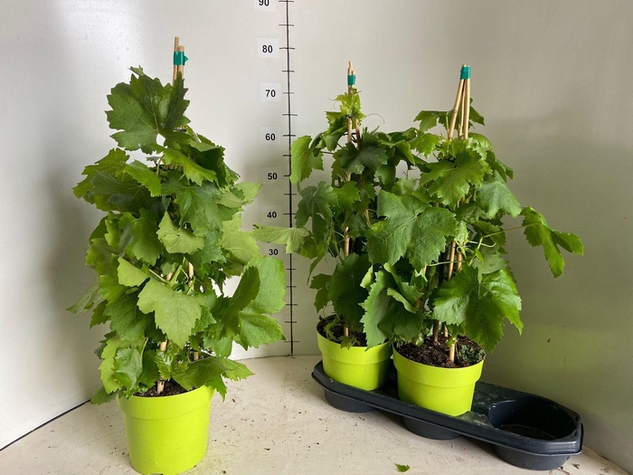 <h4>VITIS VINIFERA</h4>