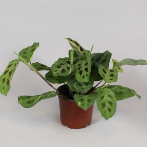 Maranta leuconeura 'Fascinator' Variegata