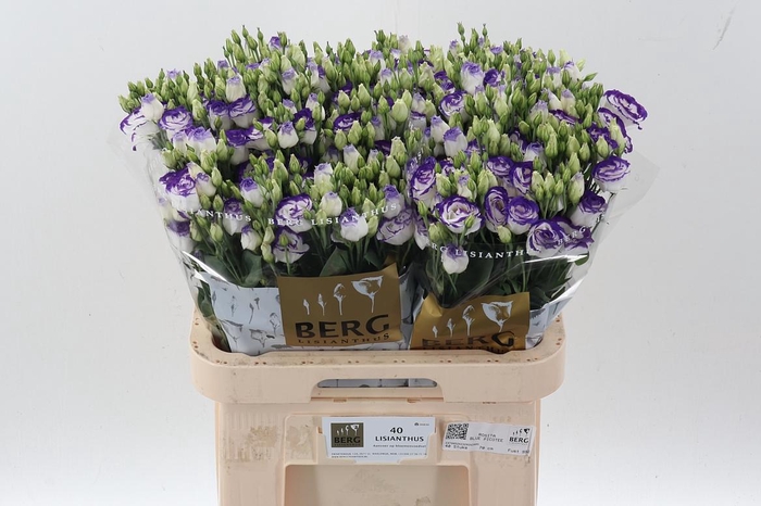 <h4>Eus G Rosi Blue Pico</h4>