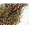 EUPHORBIA SPINOSA LONG 300