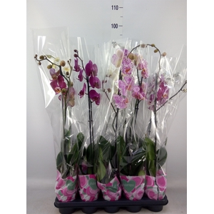 Phalaenopsis   ...mix  5