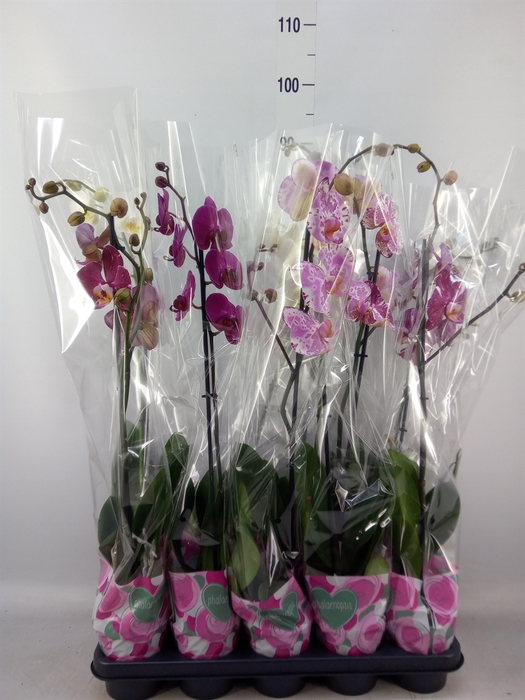 <h4>Phalaenopsis   ...mix  5</h4>
