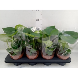 Peperomia polybotrya 'Raindrop'