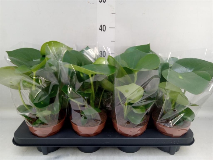 Peperomia polybotrya 'Raindrop'