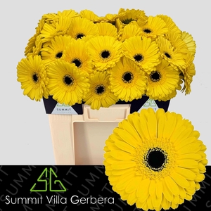 Gerbera Don Leo Water