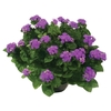 AGERATUM P14