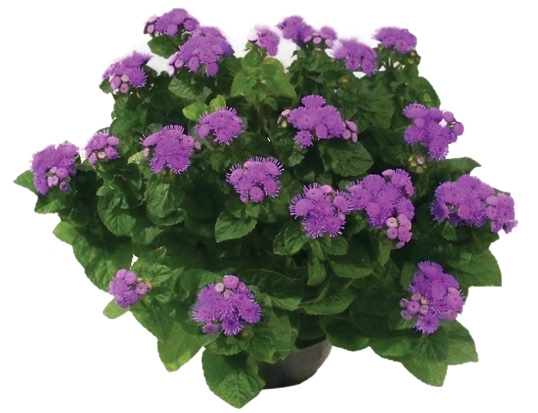 AGERATUM P14