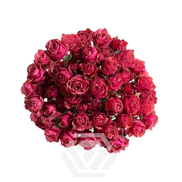 <h4>R TR BELLALINDA GLEE Tessa</h4>