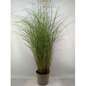 Miscanthus sin. 'Kleine Silber'