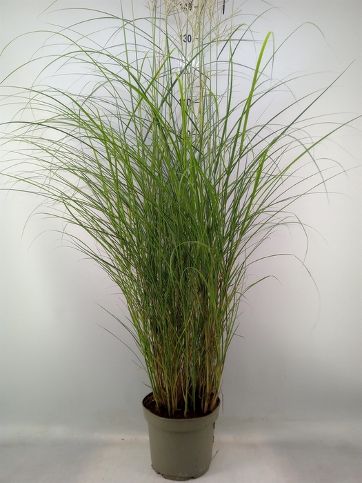 <h4>Miscanthus sin. 'Kleine Silber'</h4>