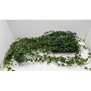 HEDERA SHAMROCK XXL 100CM