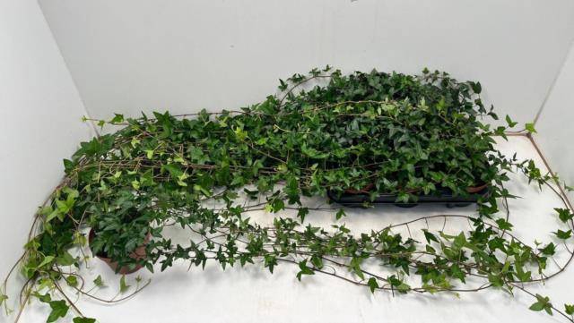 <h4>HEDERA SHAMROCK XXL 100CM</h4>