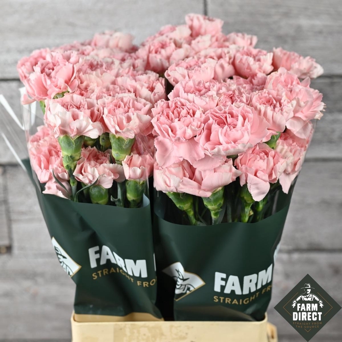 <h4>DI ST MUDAH ROSA</h4>