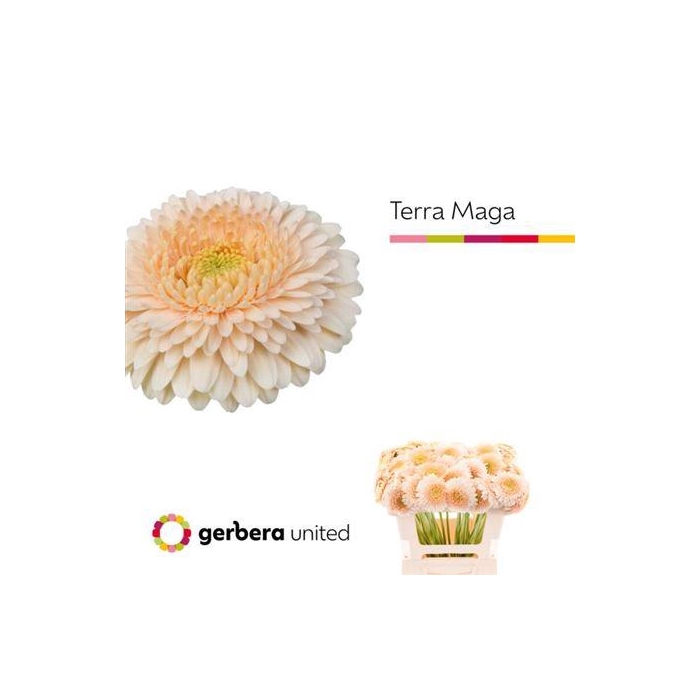 <h4>Ge Mi Pom Terra Maga</h4>