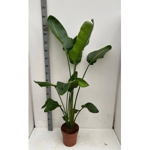 STRELITZIA NICOLAI