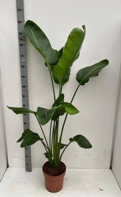 <h4>STRELITZIA NICOLAI</h4>